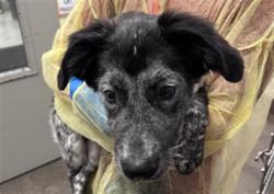 Shelter Stray Male Dog last seen , 4000 N Silverbell Rd, Tucson, AZ 85745, USA