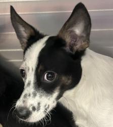 Shelter Stray Male Dog last seen , 4000 N Silverbell Rd, Tucson, AZ 85745, USA
