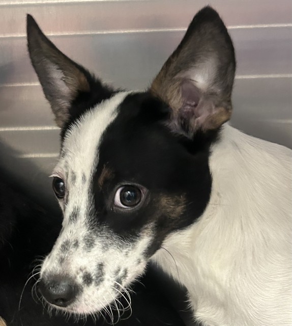 Shelter Stray Male Dog last seen , 4000 N Silverbell Rd, Tucson, AZ 85745, USA