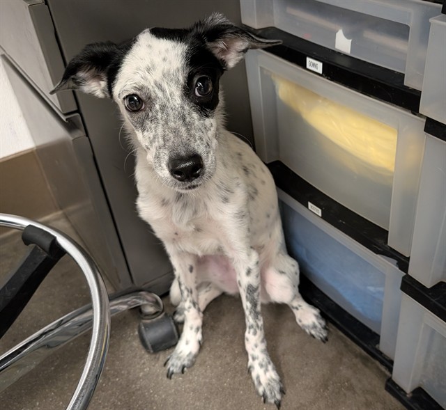 Shelter Stray Female Dog last seen , 4000 N Silverbell Rd, Tucson, AZ 85745, USA