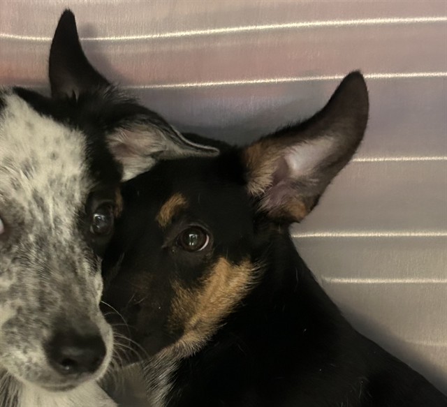 Shelter Stray Male Dog last seen , 4000 N Silverbell Rd, Tucson, AZ 85745, USA
