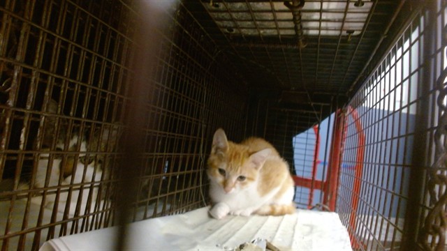 Shelter Stray Male Cat last seen Near BLOCK NW 83 TER, 3599 NW 79th Ave, Doral, FL 33122, USA