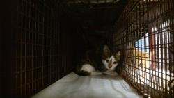 Shelter Stray Female Cat last seen Near BLOCK NW 83 TER, 3599 NW 79th Ave, Doral, FL 33122, USA