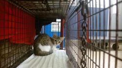 Shelter Stray Female Cat last seen Near BLOCK NW 83 TER, 3599 NW 79th Ave, Doral, FL 33122, USA