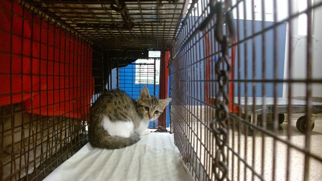 Shelter Stray Female Cat last seen Near BLOCK NW 83 TER, 3599 NW 79th Ave, Doral, FL 33122, USA