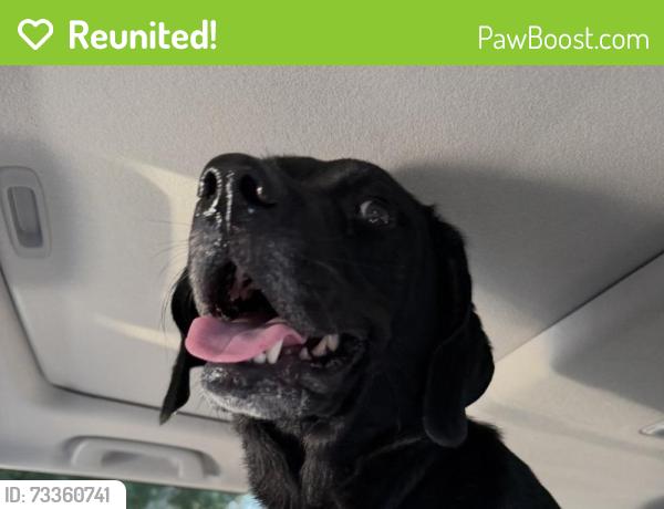 Reunited Unknown Dog last seen Napier Elementary, Nashville, TN 37210