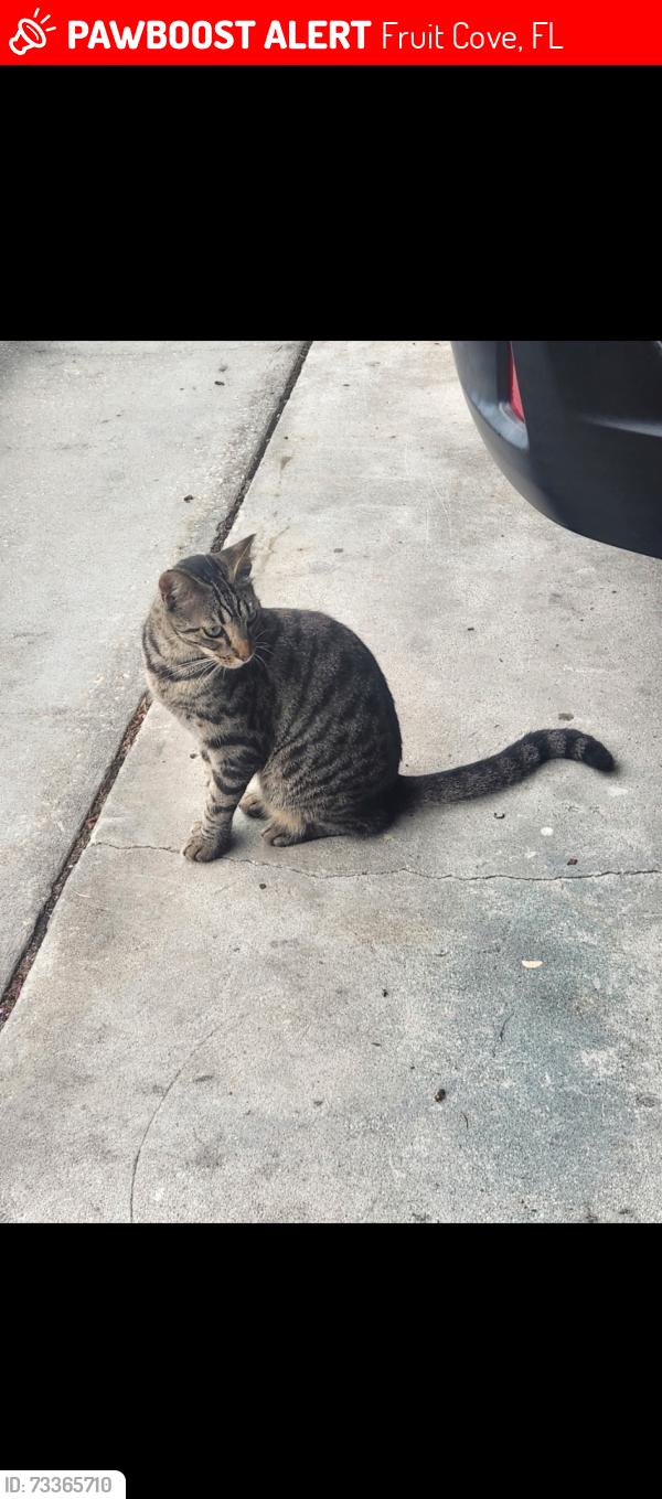 Lost Male Cat last seen Fruit Cove Forest Road South, Fruit Cove, FL 32259