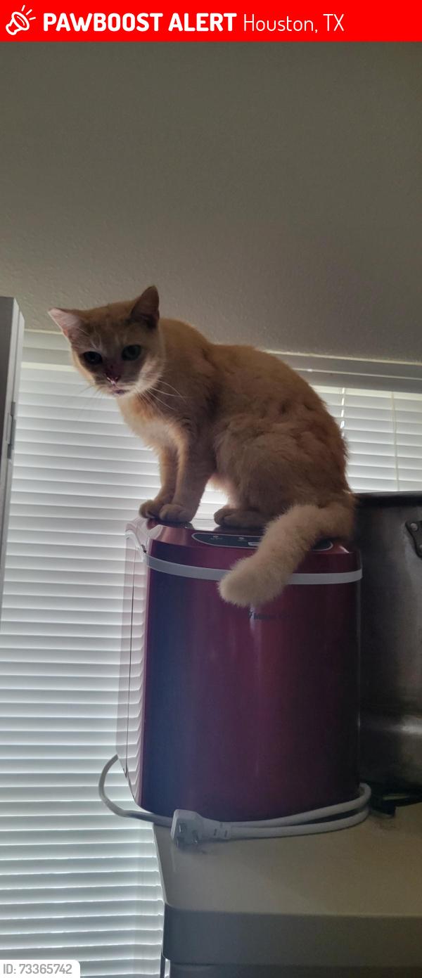 Lost Male Cat last seen Flemington Ave and Langham Dr, Houston, TX 77084