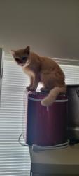 Lost Male Cat last seen Flemington Ave and Langham Dr, Houston, TX 77084