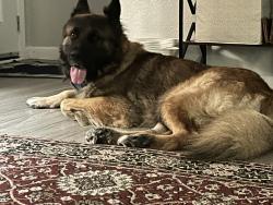 Found/Stray Male Dog last seen Nile, Corpus Christi, TX 78412