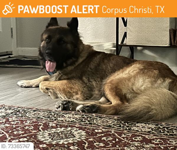 Found/Stray Male Dog last seen Nile, Corpus Christi, TX 78412