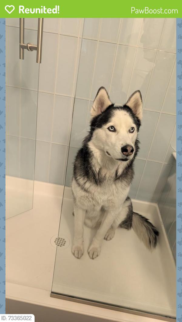 Reunited Male Dog last seen Fox run neighborhood, Northglenn, CO 80233