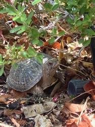 Lost Male Other last seen Lafayette Pl + Berkeley Pl, Albuquerque, NM 87106
