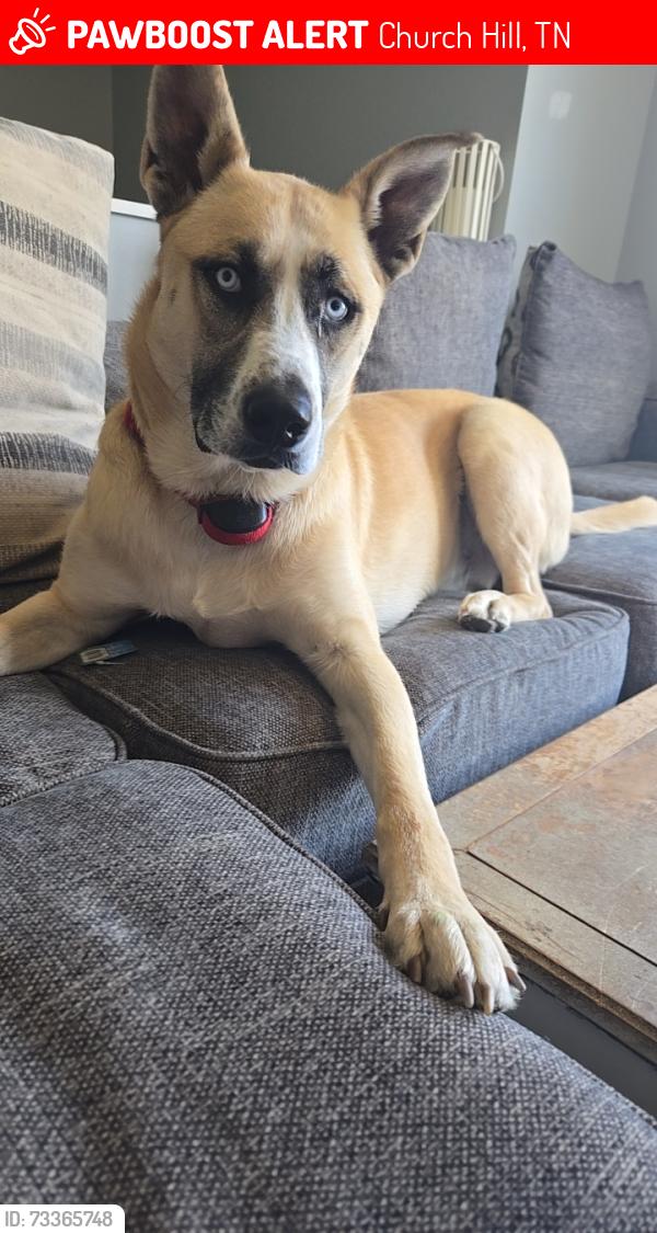 Lost Male Dog last seen Ridgeview Baptist church, Church Hill, TN 37642