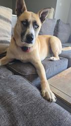 Lost Male Dog last seen Ridgeview Baptist church, Church Hill, TN 37642
