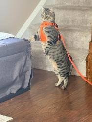 Lost Male Cat last seen gentry lane, Belleville, IL 62226