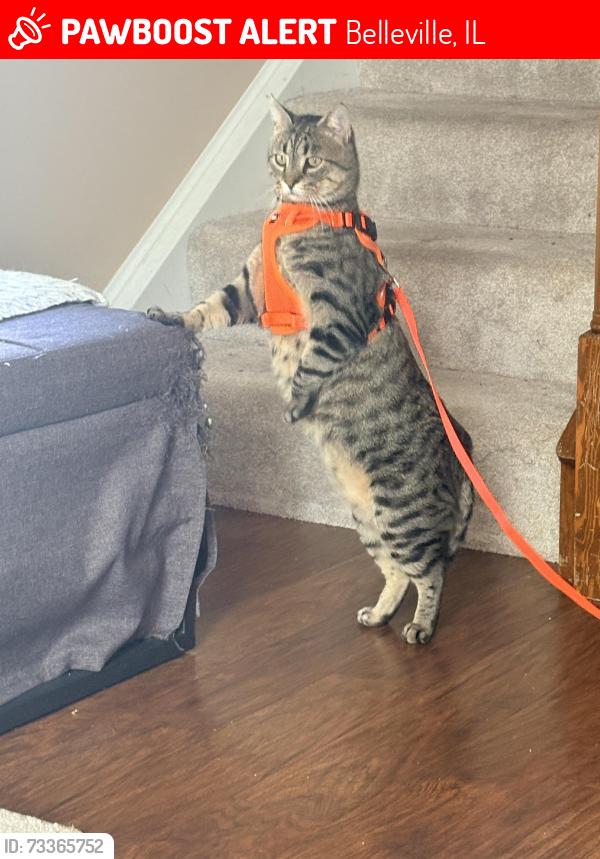 Lost Male Cat last seen gentry lane, Belleville, IL 62226