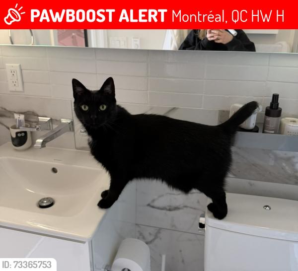 Lost Male Cat last seen av. de l'Hôtel-de-Ville and Marie-Anne St., Montréal, QC H2W 2H3