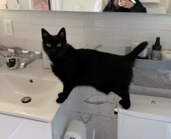 Lost Male Cat last seen av. de l'Hôtel-de-Ville and Marie-Anne St., Montréal, QC H2W 2H3