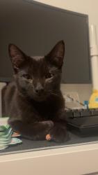 Reunited Male Cat last seen N clark st. And w Glendale, Appleton, WI 54911