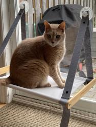 Reunited Male Cat last seen Church and Victoria Waterdown, Hamilton, ON L0R 2H0