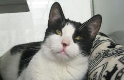 Shelter Stray Female Cat last seen Near Mesa Drive, Oceanside, CA, 92056, Oceanside, CA 92058, USA