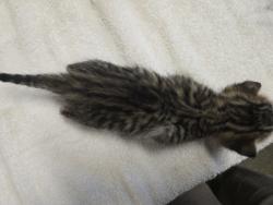 Shelter Stray Male Cat last seen Near N Melrose Drive, Vista, CA, 92083, Oceanside, CA 92058, USA
