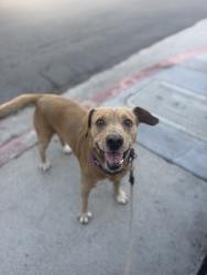 Shelter Stray Male Dog last seen Not Provided., San Diego, CA, 92110, 5500 Gaines St, San Diego, CA 92110, USA