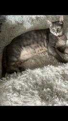 Lost Male Cat last seen 32nd and Ave L, Galveston, TX 77550
