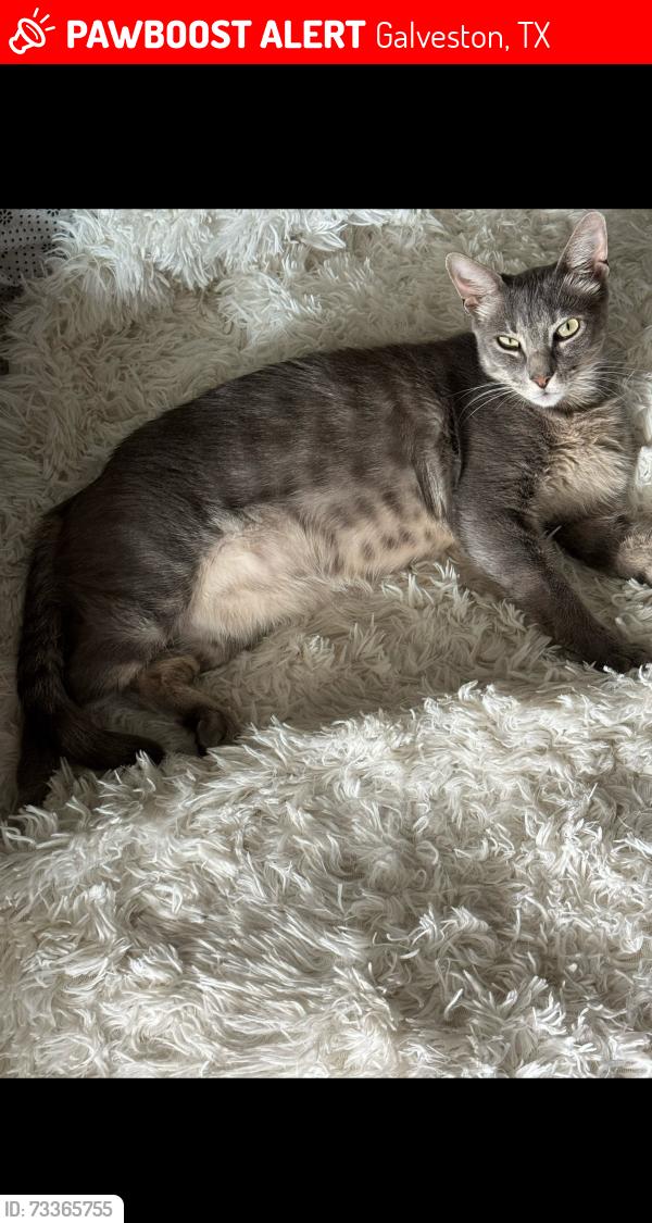 Lost Male Cat last seen 32nd and Ave L, Galveston, TX 77550