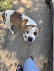 Reunited Female Dog last seen Near Knotts Cir, Woodstock, GA 30188, USA, Woodstock, GA 30188