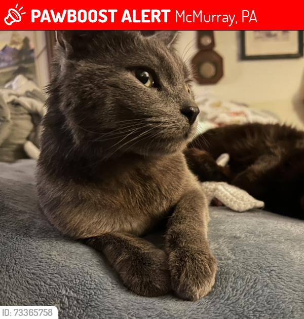 Lost Male Cat last seen Center Church and Washington Road (Route 19), McMurray, PA 15317