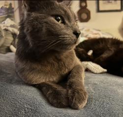 Lost Male Cat last seen Center Church and Washington Road (Route 19), McMurray, PA 15317