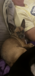 Lost Female Dog last seen Hwy964/plains port Hudson ( plains church), Zachary, LA 70791