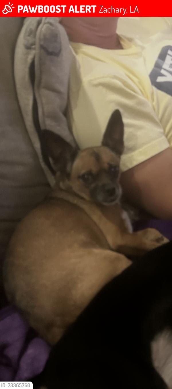 Lost Female Dog last seen Hwy964/plains port Hudson ( plains church), Zachary, LA 70791