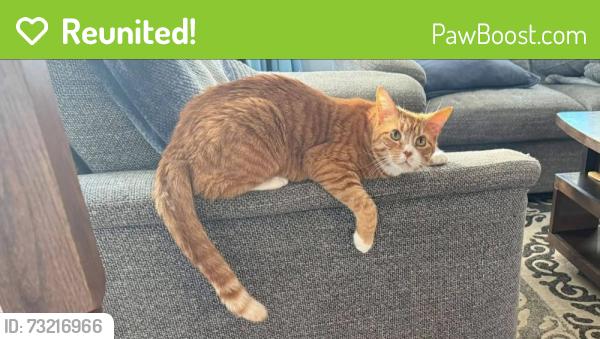 Reunited Male Cat last seen Nyack Court, Prince William County, VA 20112