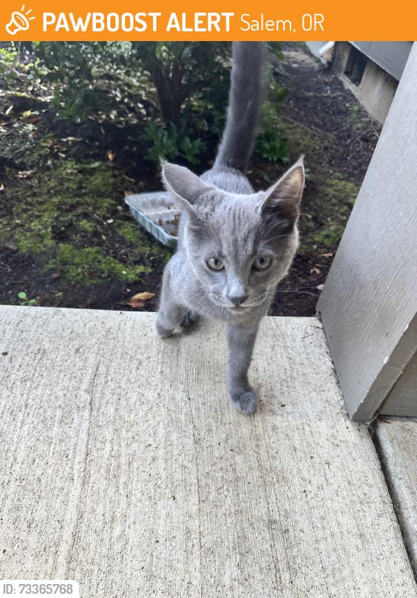 Found/Stray Male Cat last seen Near Commercial and Baxter Road, Salem, OR 97306