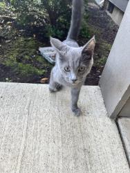 Found/Stray Male Cat last seen Near Commercial and Baxter Road, Salem, OR 97306