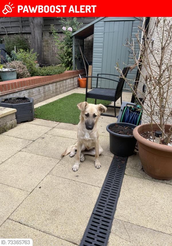 Lost Female Dog last seen Manor Road/Graeme Road in Sutton near Peterborough, Peterborough, England 