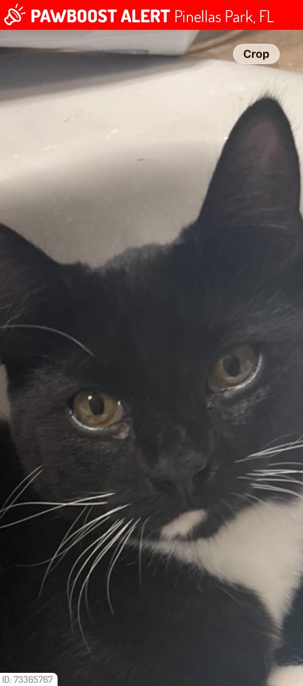 Lost Female Cat last seen Pinellas park middle school, Pinellas Park, FL 33781