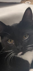 Lost Female Cat last seen Pinellas park middle school, Pinellas Park, FL 33781
