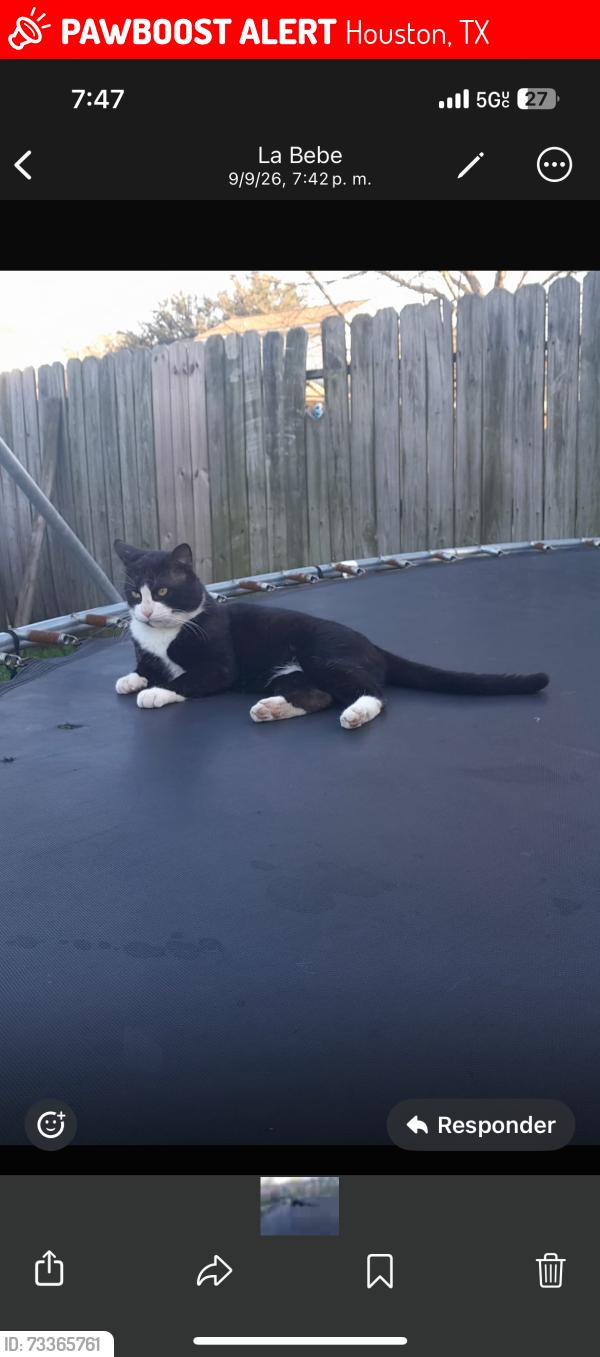 Lost Male Cat last seen Near Maurine st, Houston, TX 77039