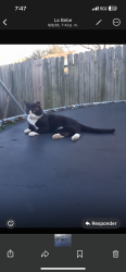 Lost Male Cat last seen Near Maurine st, Houston, TX 77039