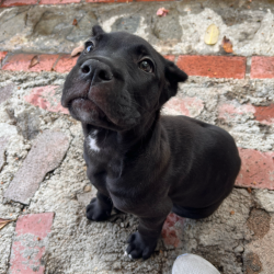 Shelter Stray Male Dog last seen , 3612 11th Ave, Los Angeles, CA 90018, USA