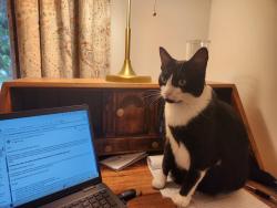 Lost Female Cat last seen indian river drive, 1 mile south of walton rd, Jensen Beach, FL 34957
