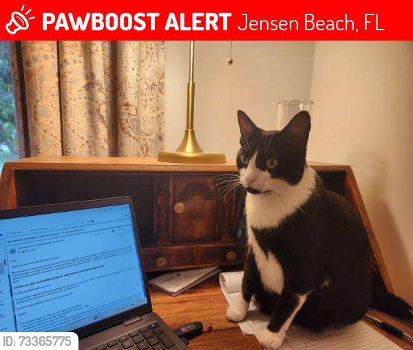 Lost Female Cat last seen indian river drive, 1 mile south of walton rd, Jensen Beach, FL 34957