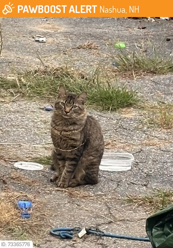 Found/Stray Unknown Cat last seen Dolan st, Nashua, NH 03060