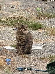 Found/Stray Unknown Cat last seen Dolan st, Nashua, NH 03060
