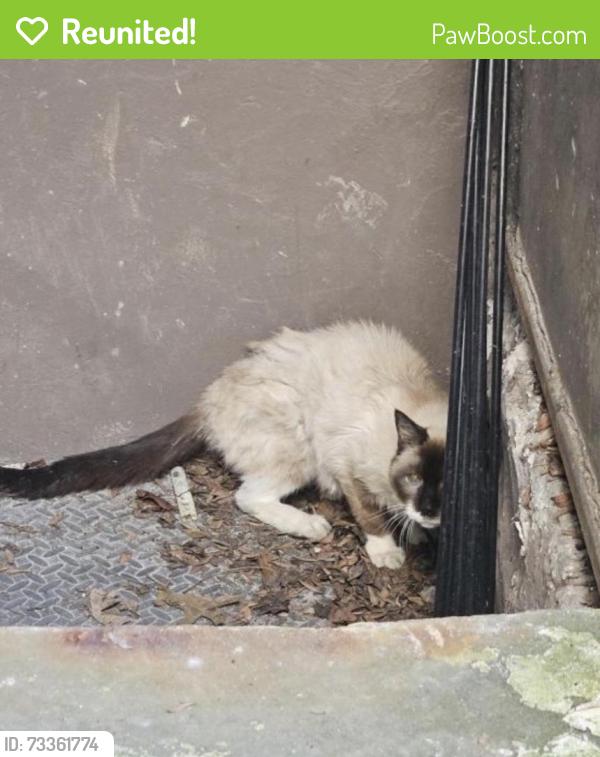 Reunited Female Cat last seen Halsey J, Brooklyn, NY 11221