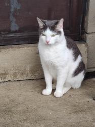 Found/Stray Male Cat last seen Pershing Court, Uniontown, PA 15401